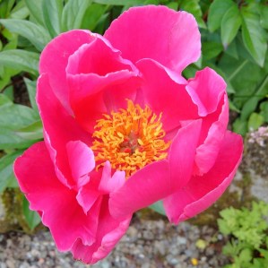 deep_pink_peony