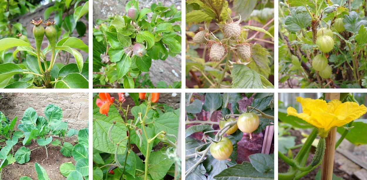 June's_green_fruits_and_shoots