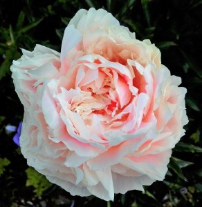 pale pink peony