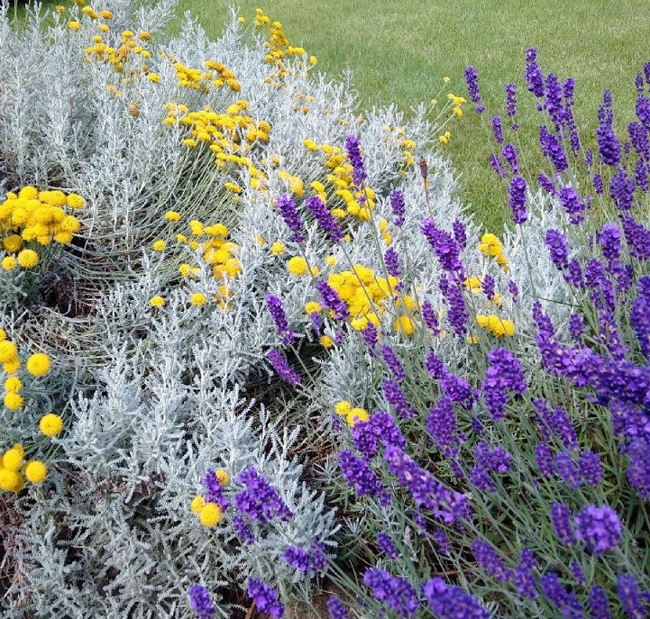 Cotton_lavender_(Santolina)_and_Dutch_lavender