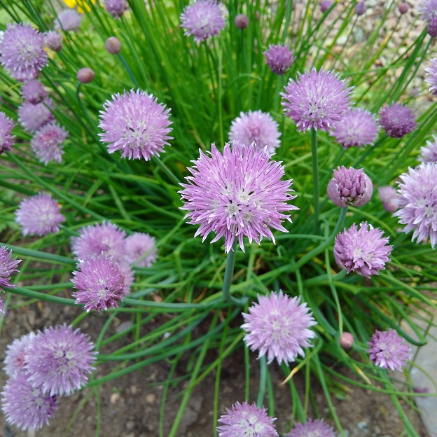 homegrown_chives_in_flower