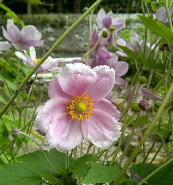 Pale_pink_Japanese_Anemones
