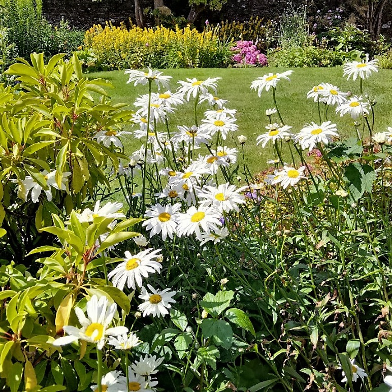 Scottish_garden_flower_bed_in_early_August