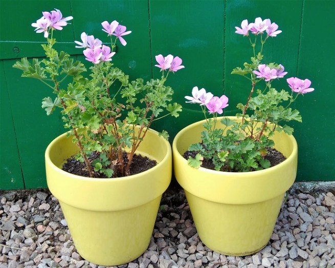 pelargoneum _graveolens