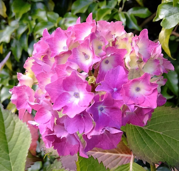 Pink_Hydrangea