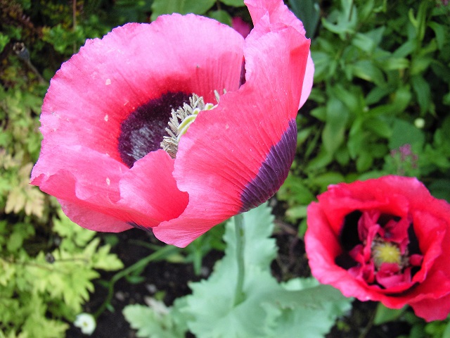 Red_and_black_poppies