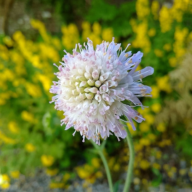 Pink_Scabious_and_Lysimachia