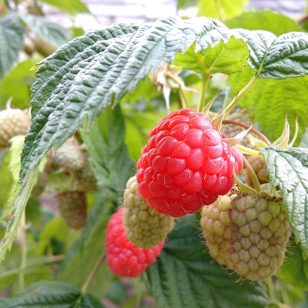 Glen_Ample_raspberries