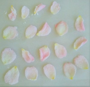 drying_sugared_rose_petals