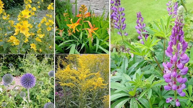 Lysimachia_Montbretia_Lupins_Echinops_Golden_Rod