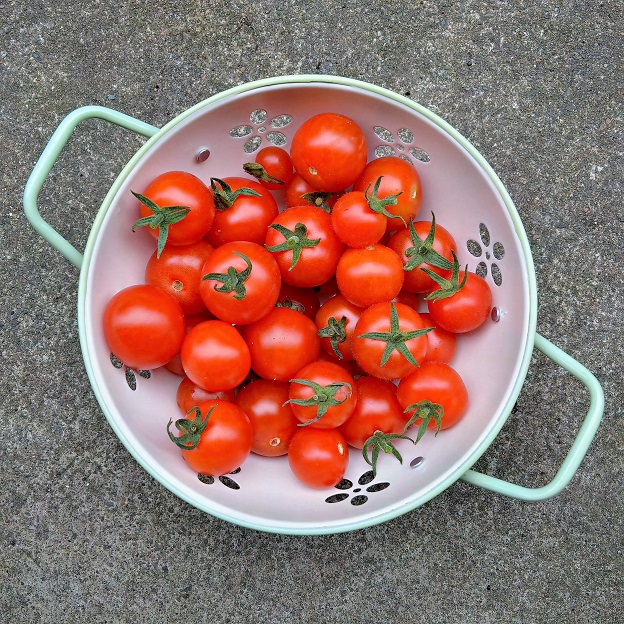 Freshly_picked_homegrown_tomatoes