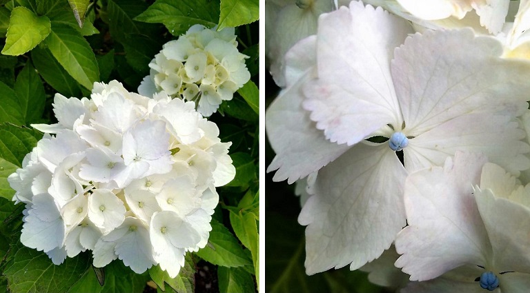 Blooming_white_hydrangea_with_petal_detail