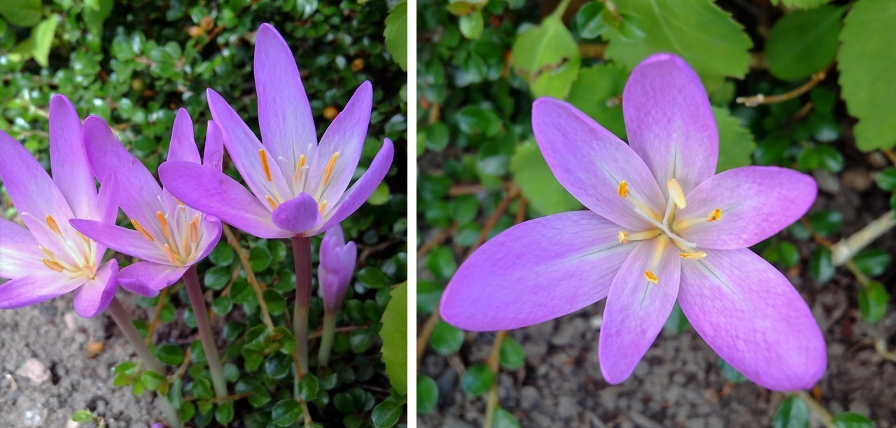 Autumn_crocus