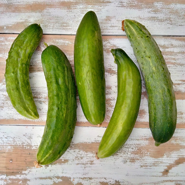 Cucumber_harvest