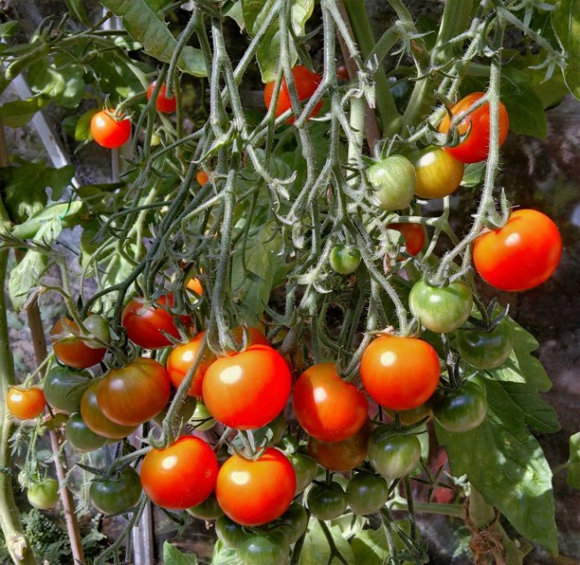 Late_ripening_homegrown_tomatoes