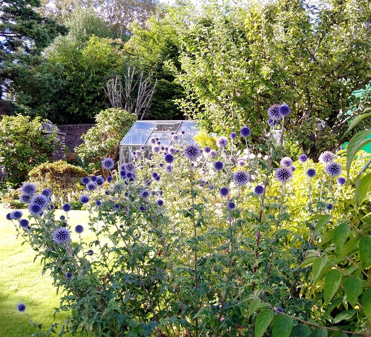Globe_thistles_(Echinops)