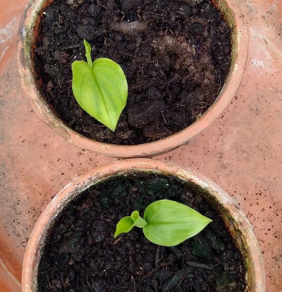 Fresh_turmeric_plants