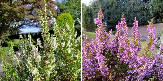 Scottish_White_and_pink_heather_plants