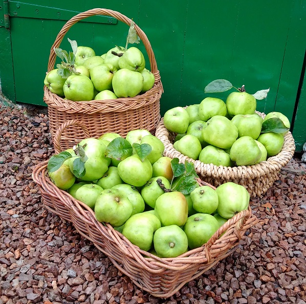 Cooking_apple_harvest