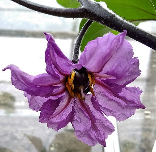 Fruit_forming_in_aubergine_(eggplant)_flower