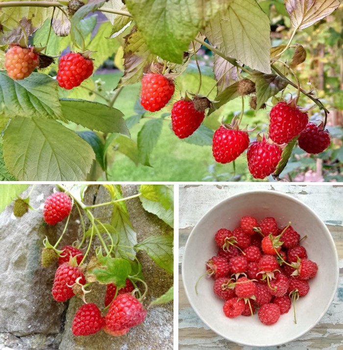 Scottish_raspberries