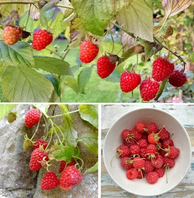 Scottish_raspberries