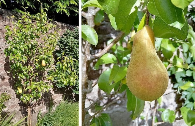 Pear_tree_Concorde_variety