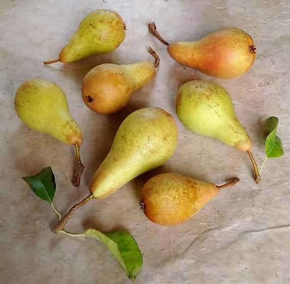 Still_life_Concorde_pears