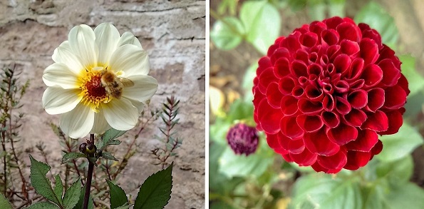2_varieties_dahlia:_white_and_burgundy