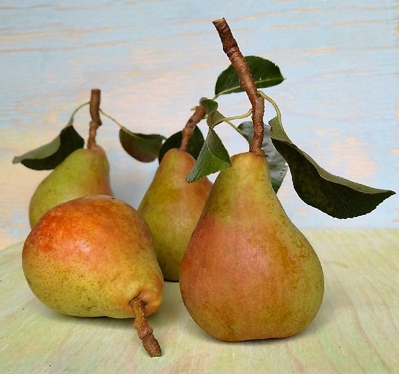 Still_life_homegrown_Comice_pears