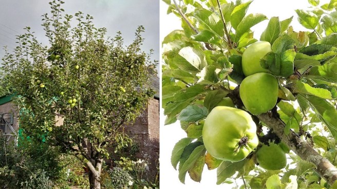 Old_Scottish_apple_tree
