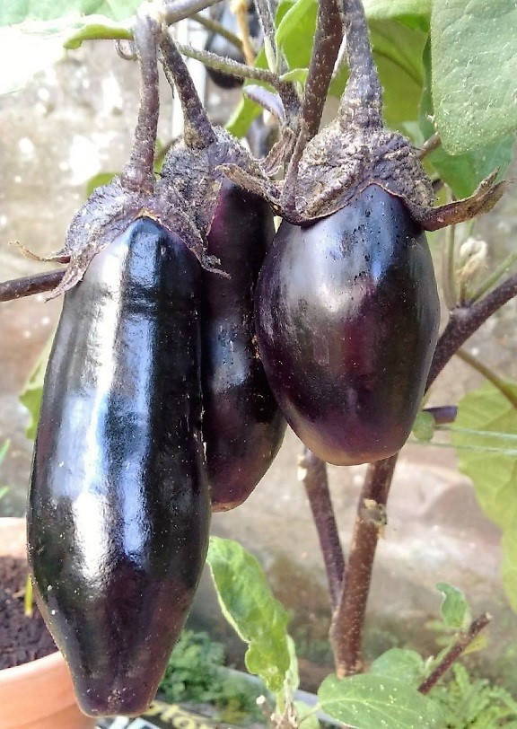 Growing aubergine (eggplant) fruit