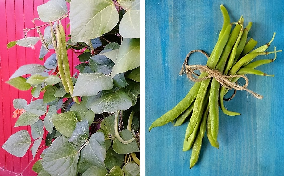Homegrown_Autumn_runner_beans