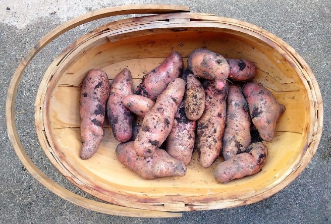 Homegrown_Pink_Fir_potatoes