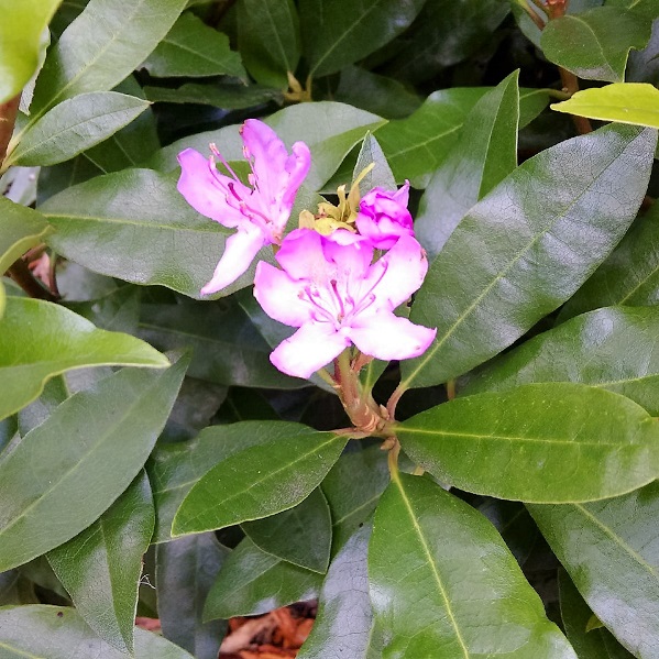 Lilac_flowered_rhododendron