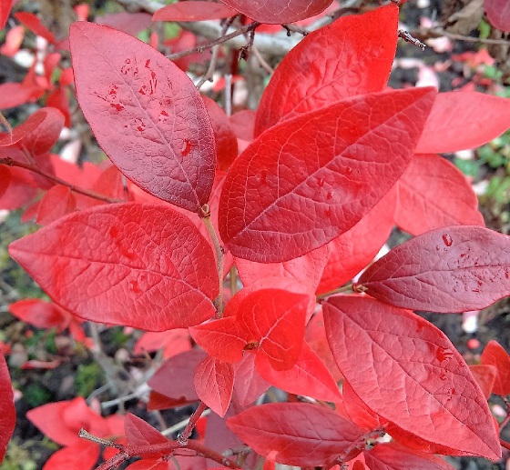 Blueberry_leaves_in_Autumn