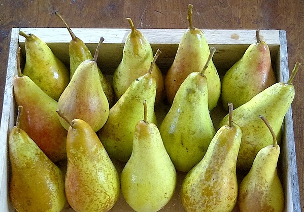 Storing_Concorde_pears