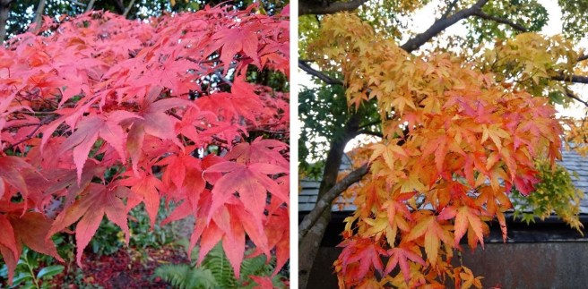 Pink,_red_and_copper_tones_of_Japanese_Maple_leaves