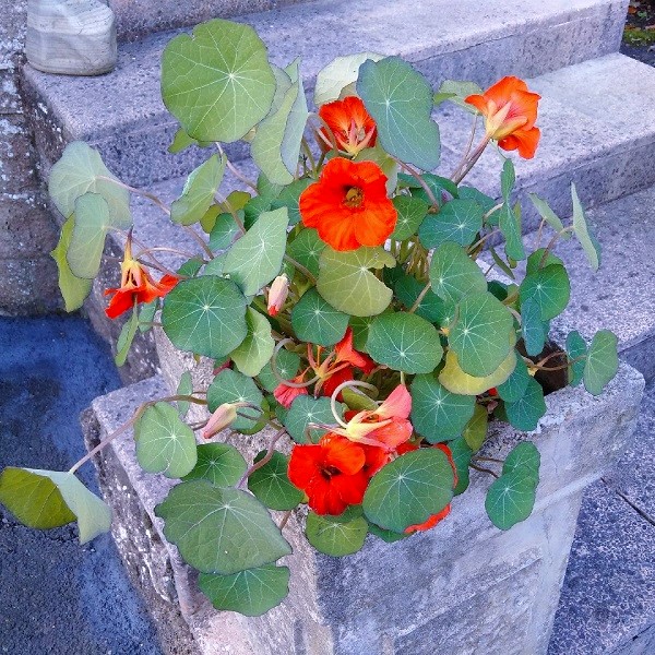 Autumn_display_of_bright_red-orange_nasturtium_flowers