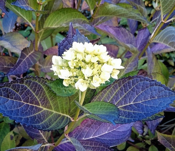 White_Hydrangea_in_Autumn