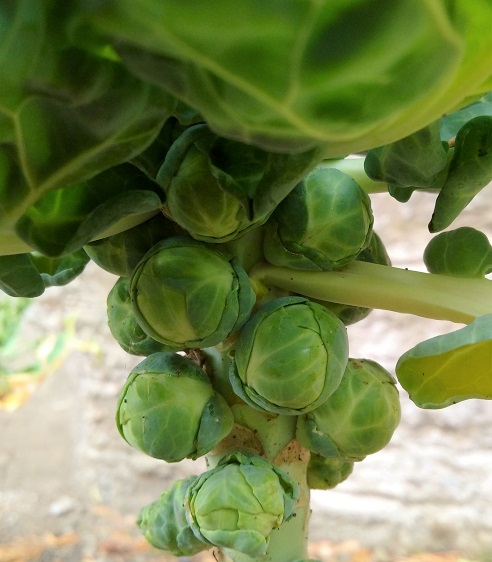 Brussels_sprouts_on_the_stem