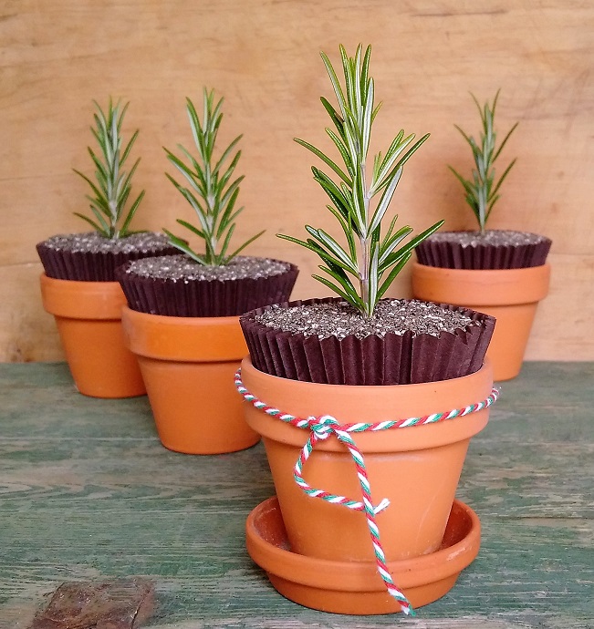 Gluten-free_vegan_chocolate_rosemary_and_orange_muffins