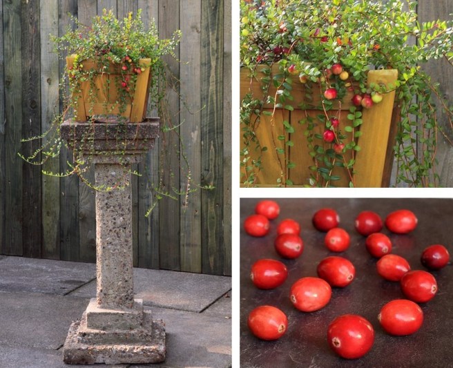 Cranberry_plant_and_berries