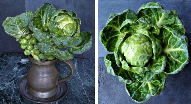 Freshly_picked_homegrown_Brussels_sprouts_and_tops