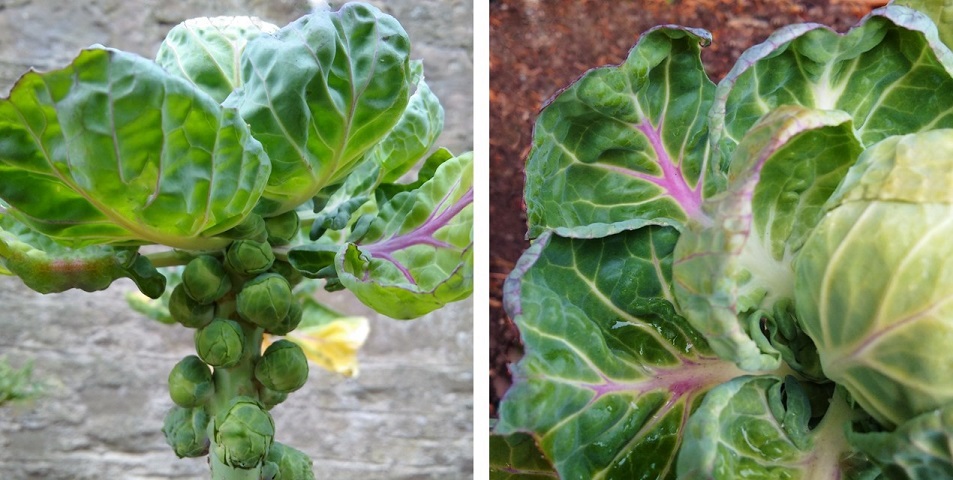 Homegrown_Brussels_sprouts_and_sprout_tops