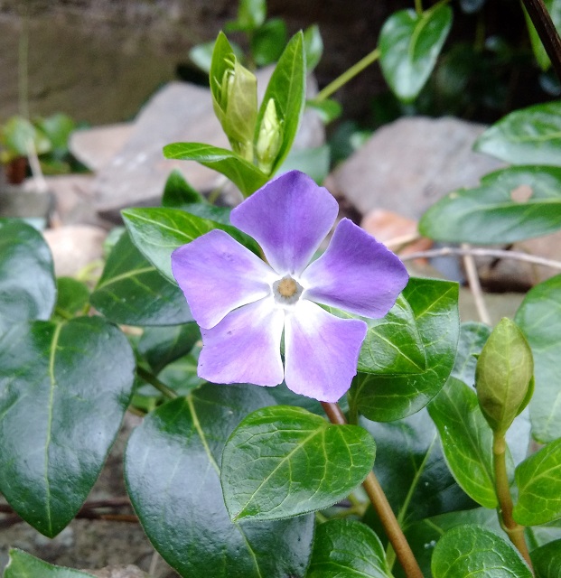 Winter_flowering_Periwinkle