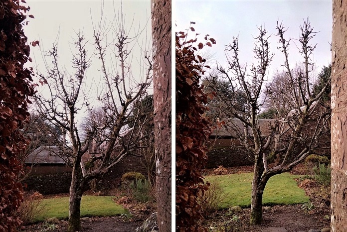 Pruning_an_apple_tree_in_December