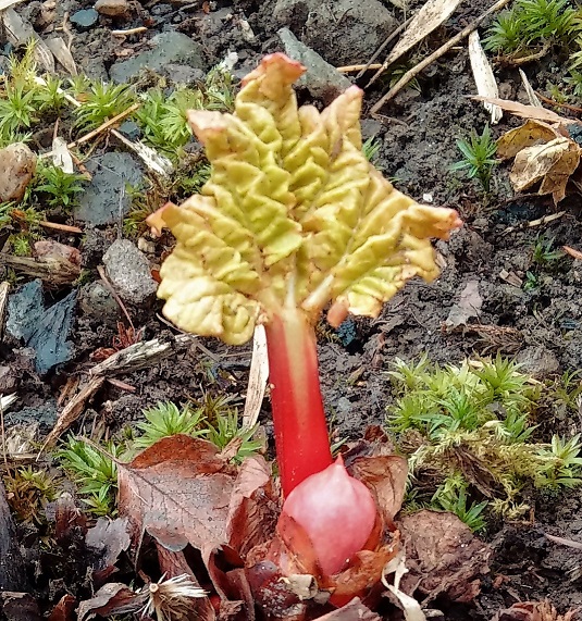 Rhubarb_shoot
