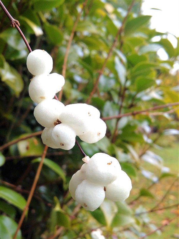 Snowberries