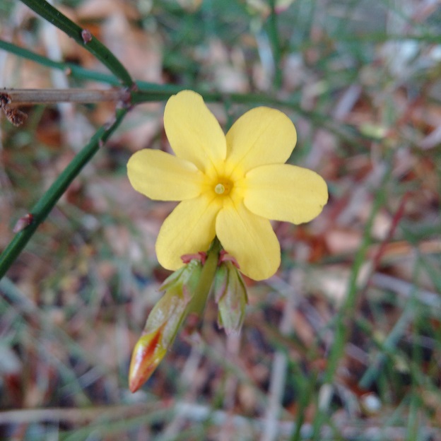 Just_in_bloom_Winter_Jasmine